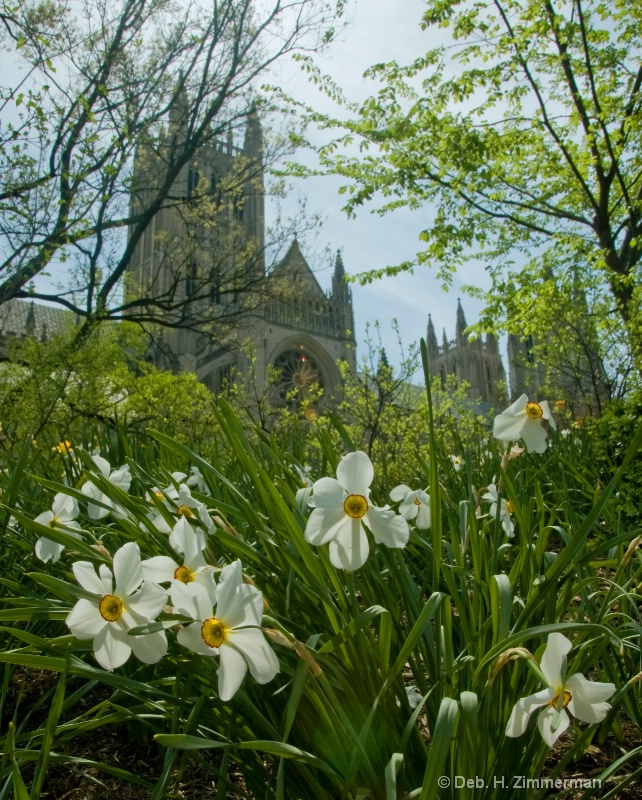 Narcissus and the Cathedral - ID: 10274687 © Deb. Hayes Zimmerman