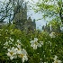Narcissus and the Cathedral - ID: 10274687 © Deb. Hayes Zimmerman