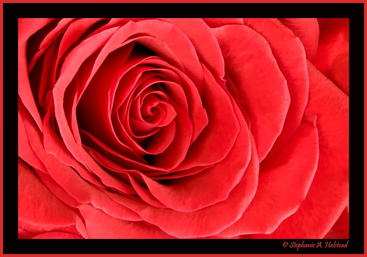 Red Rose  