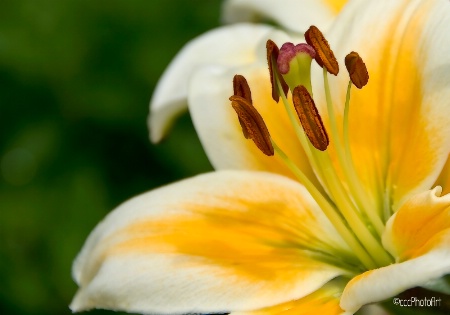 Honey Butter Lily