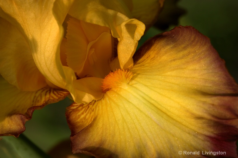 Joy of Spring - ID: 10277089 © Ron Livingston