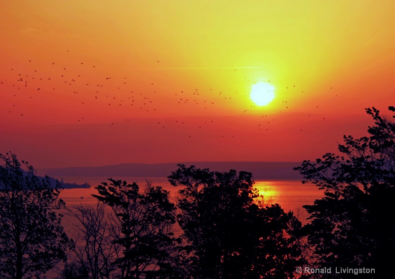 Blue Jay Sunrise - ID: 10277121 © Ron Livingston