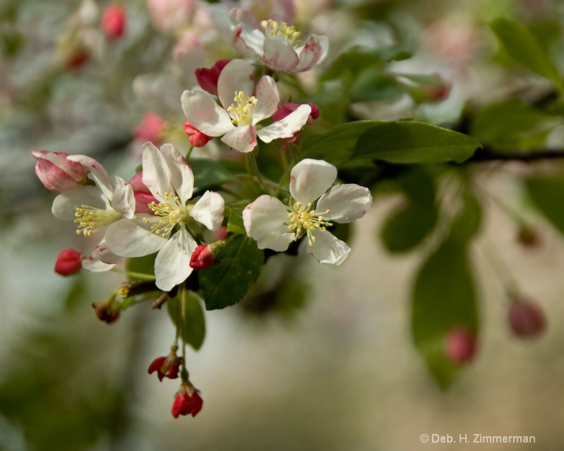 Close-ups of the flowering trees at FDR - ID: 10277285 © Deb. Hayes Zimmerman