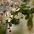 Close-ups of the flowering trees at FDR - ID: 10277285 © Deb. Hayes Zimmerman