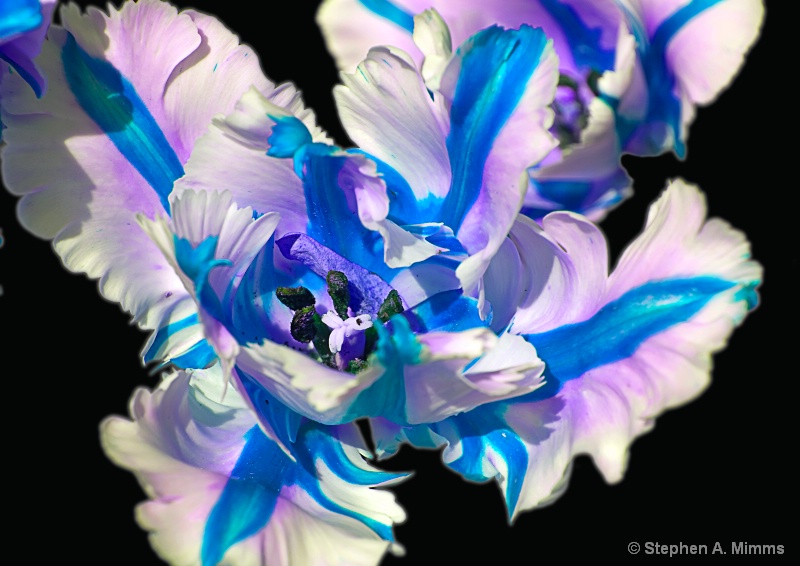 Blueberry swirl - ID: 10277459 © Stephen Mimms