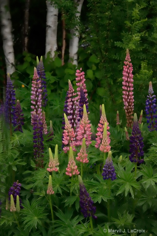 Lovely Lupines 2