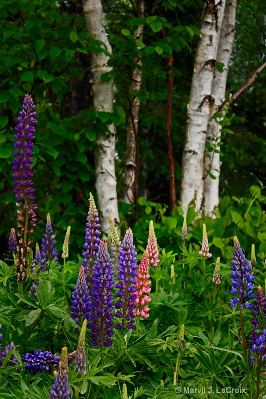 Lovely Lupines with Birch