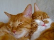 Head Spooning