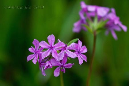 Downy Phlox