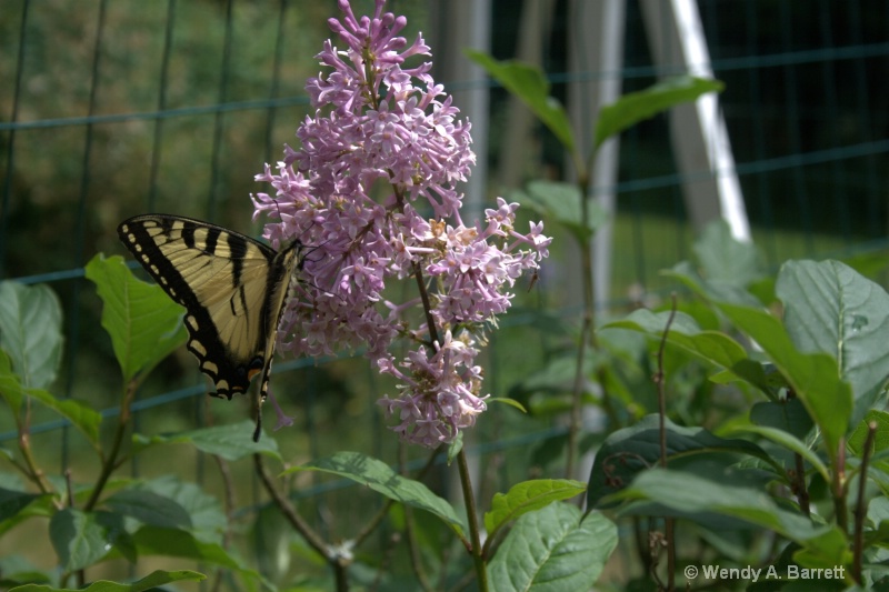 Eastern Swordtail butterfly 2 - ID: 10281737 © Wendy A. Barrett