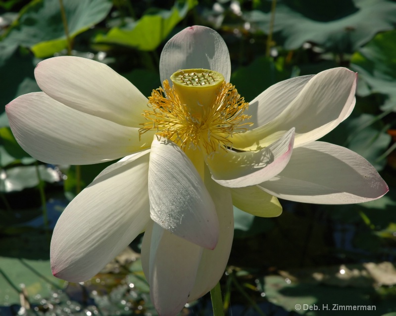 flowing white lotus petals - ID: 10281816 © Deb. Hayes Zimmerman