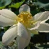 flowing white lotus petals - ID: 10281816 © Deb. Hayes Zimmerman