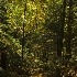 In the woods above Bish Bosh Falls - ID: 10283008 © Deb. Hayes Zimmerman