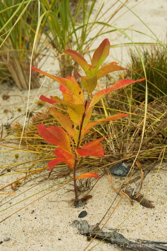 Cape Cod Autumn beach beauty - ID: 10283058 © Deb. Hayes Zimmerman