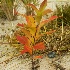 Cape Cod Autumn beach beauty - ID: 10283058 © Deb. Hayes Zimmerman
