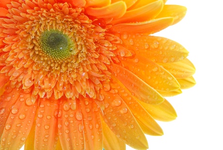 <b> YeLLoW Gerbera Daisy </b>