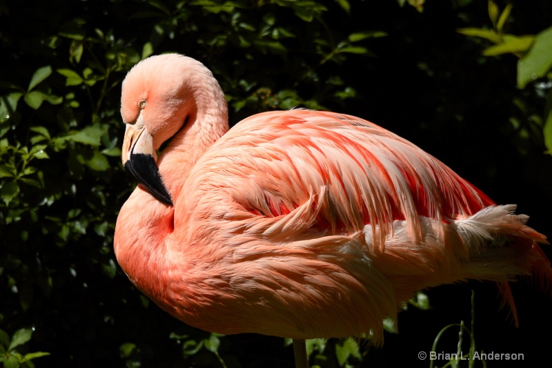 Pink  Flamingo