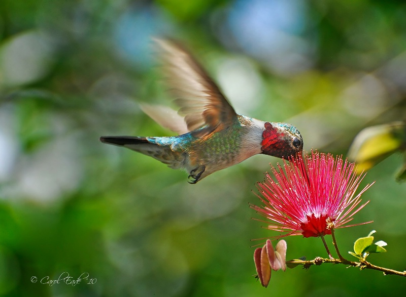Sipping The Nectar - ID: 10284240 © Carol Eade