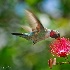 2Sipping The Nectar - ID: 10284240 © Carol Eade