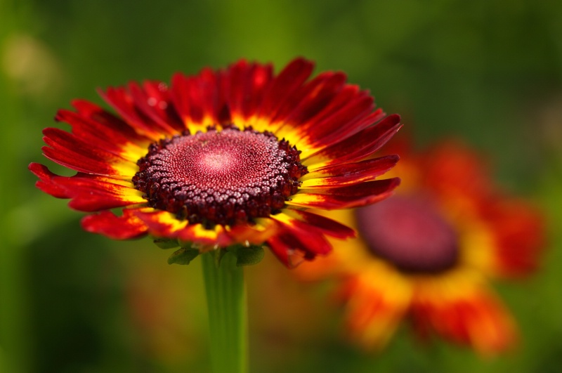 Red Daisies