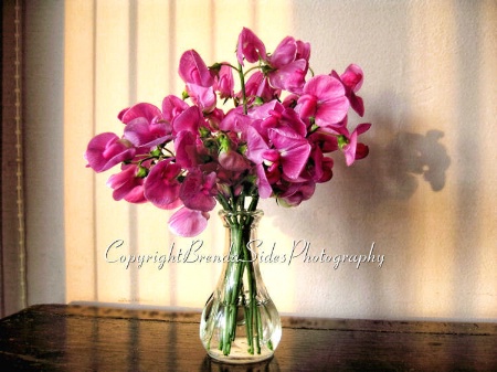 ~Sweet Peas~