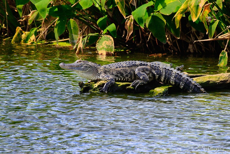 Alligator - ID: 10288332 © Jeff Gwynne