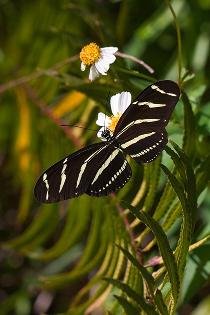 Zebra Longwing Butterfly - ID: 10288806 © Jeff Gwynne