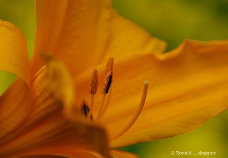 Hybrid Orange Daylily - ID: 10289441 © Ron Livingston