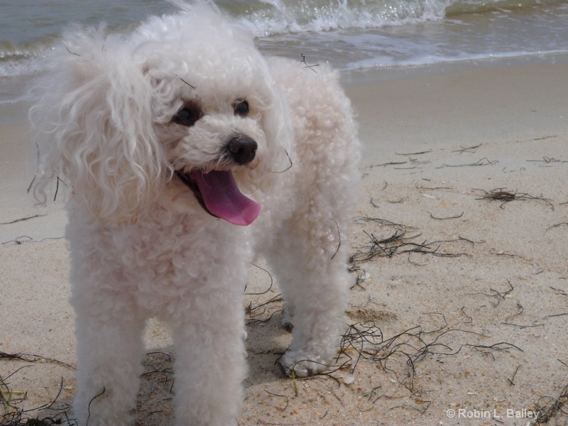 Little Sea Dog