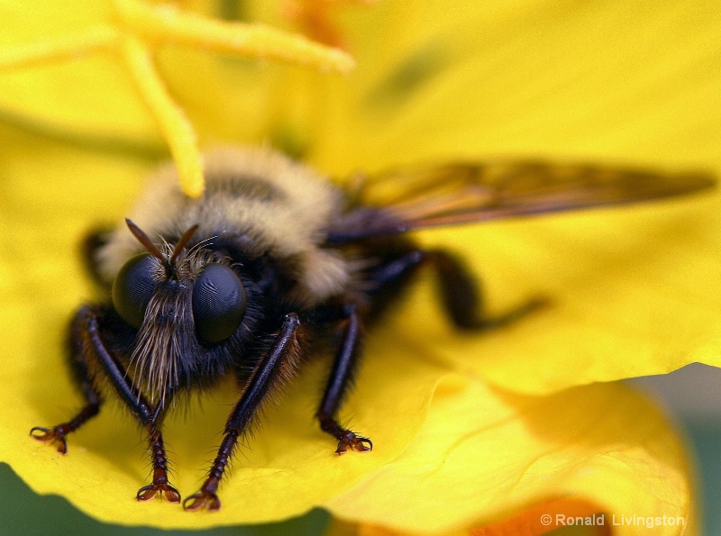 Bee's Knees - ID: 10289482 © Ron Livingston