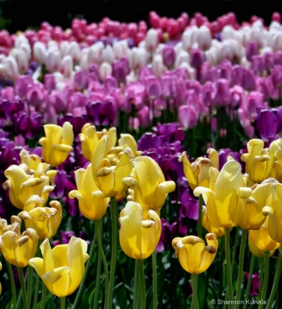 Tulip Garden