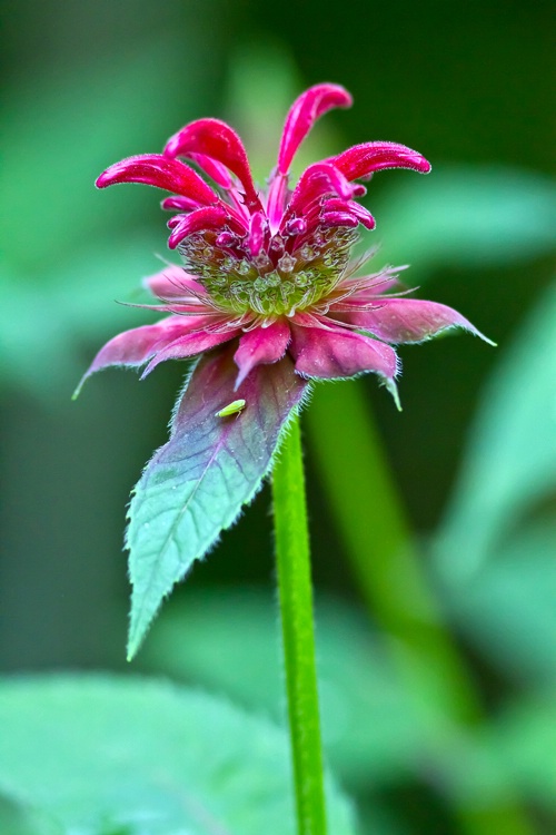 Bee Balm