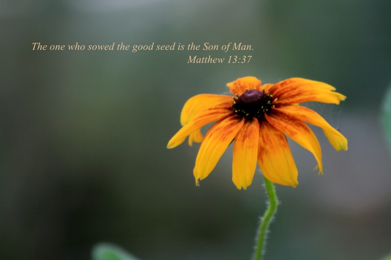 Good Seed - ID: 10290600 © Vicki Gilbreath