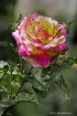 Floral Pride