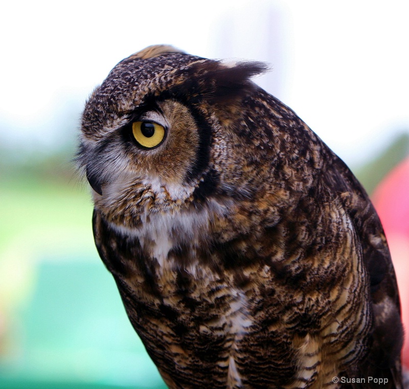 Great Horned Owl Profile - ID: 10291257 © Susan Popp