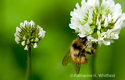 Bee And Clover 3