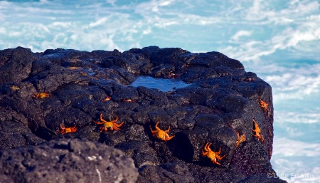 Sally lightfoot crabs  on lava rock,Galapagos