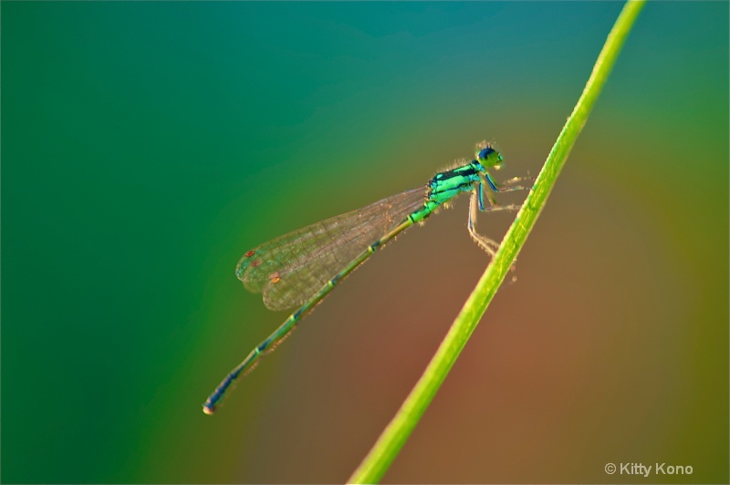 Damsel Fly at Sunset