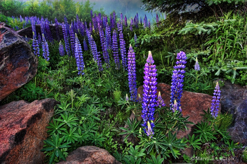 Lupines in the Lane