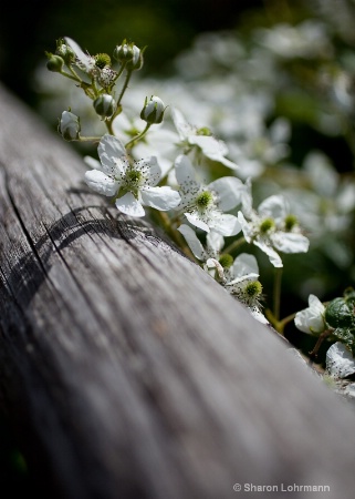 Berry Blossoms