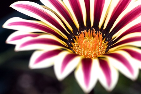 early morning gazania