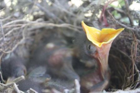 Hungry Mockingbird