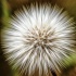 2 Sowthistle Rays - ID: 10296173 © Kathy Salerni