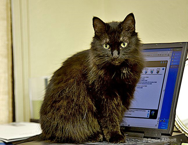 Tamieka office cat - ID: 10296948 © Emile Abbott