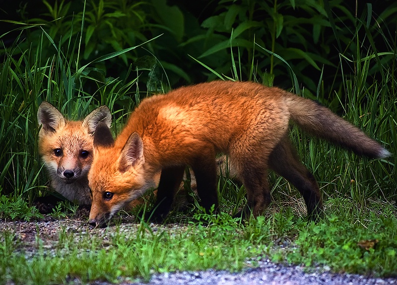 Curious & Sniffy