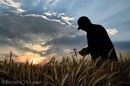 The Photo Contest 1st Place Winner - Wheat Field