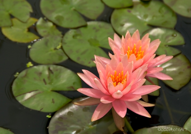 Powder Pink Waterlily