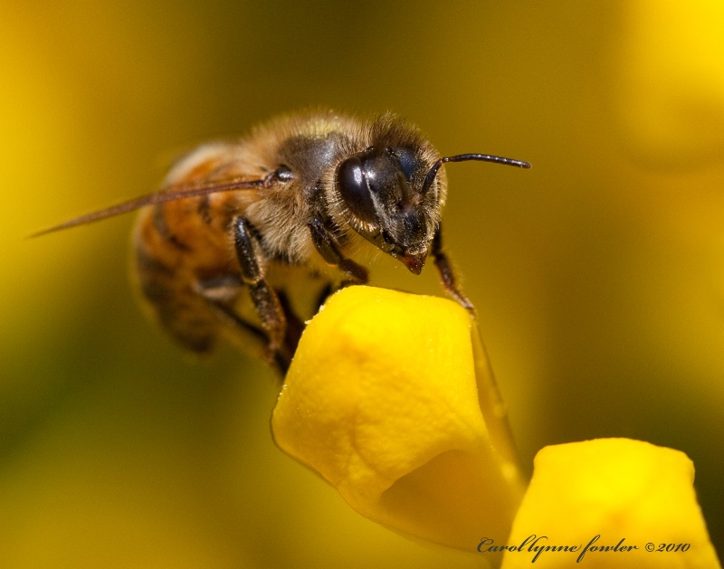 Honey Bee