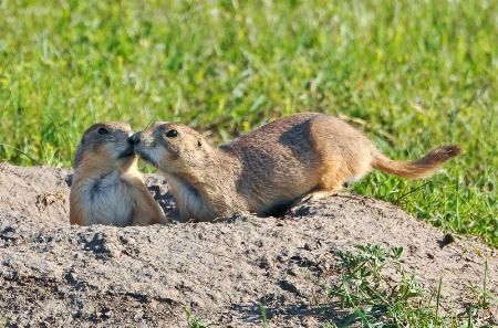 Prairie Dog Companions