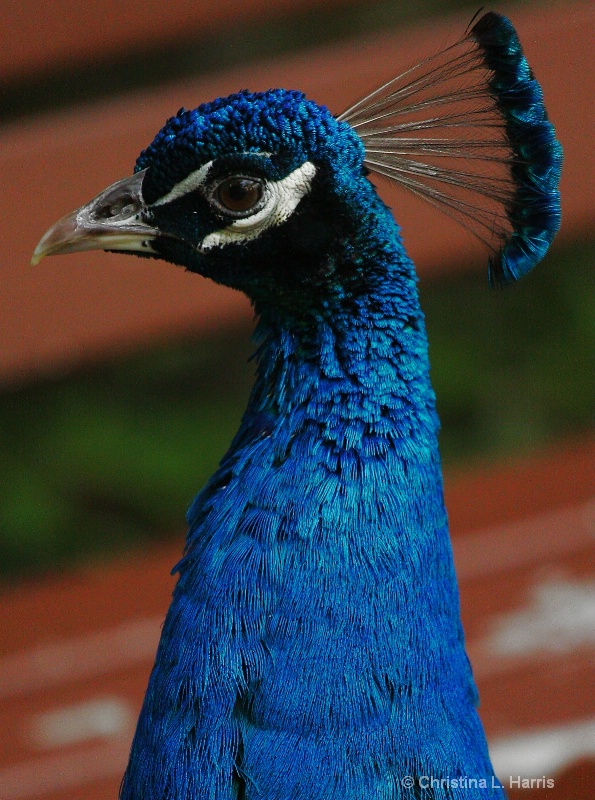 peacock after